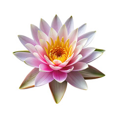 Obraz premium Closeup shot of a beautiful water lily flower with yellow stamen
