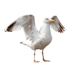 Fototapeta premium Seagull spreading wings on transparent background standing