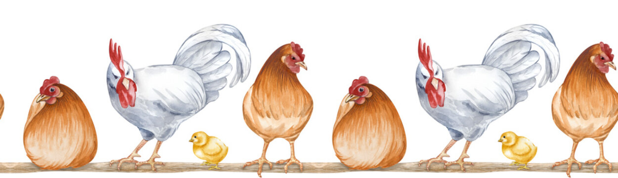 Watercolor seamless border depicting sitting and standing farm birds on a roost. Horizontal illustration of a poultry yard on an isolated background. Brown hens, white rooster and chickens on a roost