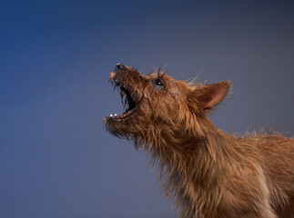 An expressive Australian Terrier barks with its mouth wide open against a dark blue background. The dynamic motion is captured perfectly in a side profile.