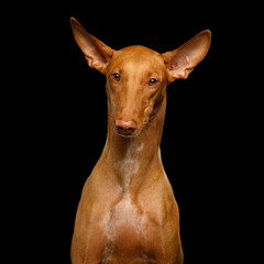 Funny portrait of Pharaoh Hound dog on isolated black background. High quality photo