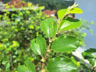 Fresh Ziziphus (jujube) leaves in bright sunlight, showing vivid green texture, widely used for herbal wellness and Islamic spiritual healing.