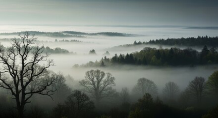 Fototapeta premium Misty Forest Landscape Surrounded by Rolling Fog and Trees