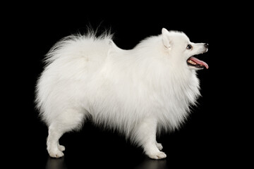 Japanese Spitz dog standing on isolated black background. full length