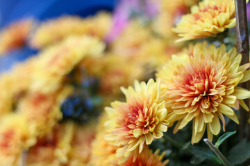 Detailed close-up of fresh yellow chrysanthemums with lush petals and soft lighting.