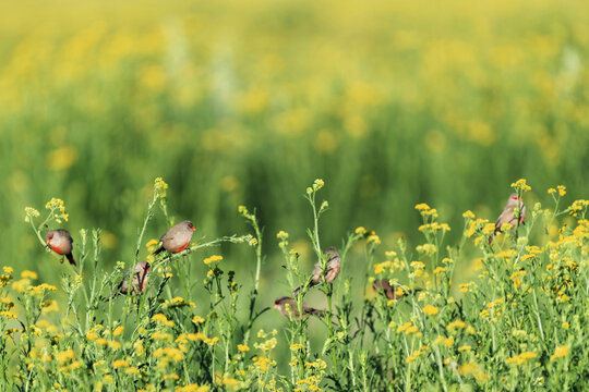 Astrilds ondul&eacute;s dans un champ de tanaisie au printemps en Namibie