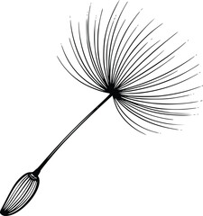 Delicate dandelion seed head in black and white minimalist botanical illustration style