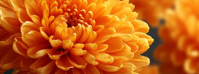 A close up of a single orange flower with a yellow center