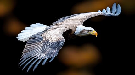Majestic Bald Eagle Soaring Through the Sky with Grace and Power in Sharp Focus