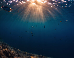 Obraz premium Underwater Scene with Sunlight Beams Marine Life and Ocean Depths Sunlight, Fish, Sea, Sun, Water, Ocean, Underwater, Marine, Light, Beams