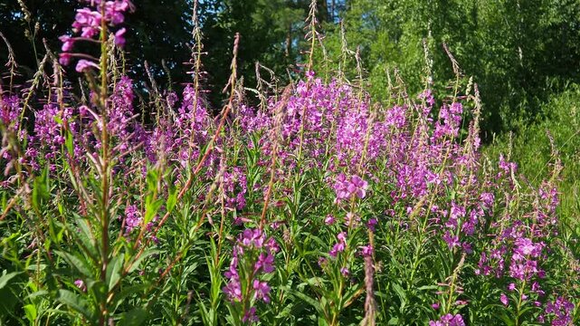 Fireweed Chamerion angustifolium is a perennial herb in the Onagraceae Evening Primrose family. Meadow field. A Blow of Wind. Orzega, Karelia. Taiga Nature. Pink blooming Sally, fireweed or Ivan tea