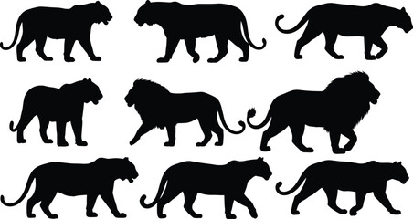 Collection of wild big cat silhouettes including walking lion and tiger vector illustration isolated on white. © Yeasrin
