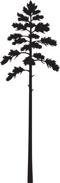 Loblolly pine silhouette