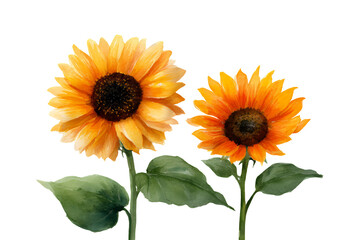 Obraz premium Two vibrant watercolor sunflowers with green leaves on a white background.