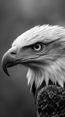 Fototapeta premium portrait of an eagle