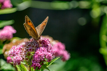 barna pillang&oacute; a vil&aacute;gos lila vir&aacute;gon