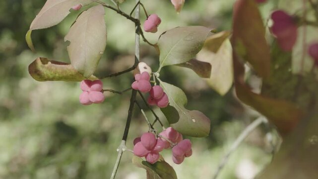 Flowers of european common spindle