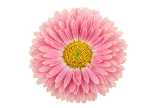 A single pink daisy flower with a yellow center, isolated on transparent background