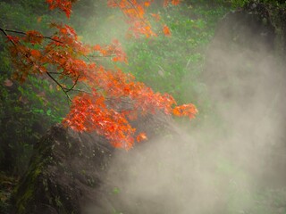 せせらぎのミスト