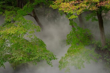 せせらぎのミスト