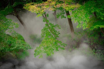 せせらぎのミスト