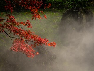 せせらぎのミスト