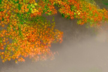 せせらぎのミスト