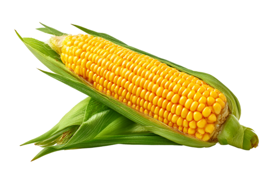 Fresh Yellow Corn Cob Partially Husked on Black Background