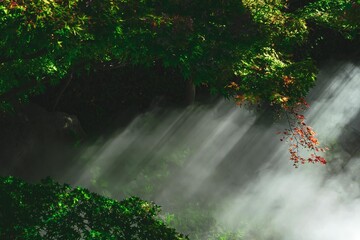 せせらぎのミスト