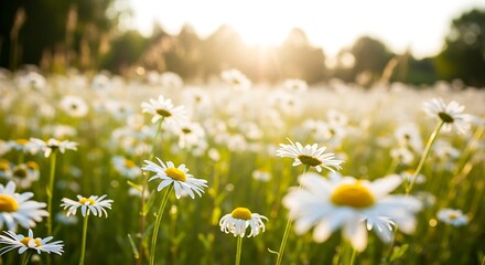 field of daisies