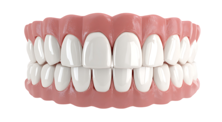 A realistic rendering of upper and lower human dentures teeth aligned