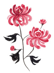 Vector illustration of red chrysanthemum flowers and black leaves on a white background