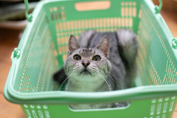 カゴの中でくつろぐ可愛い猫　サバトラ猫