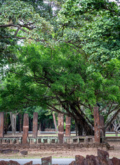 Ancient Ruins with Large Tree at Kamphaeng Phet Historical Park, Thailand