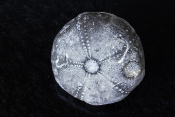 Detailaufnahme von Seeigel Fossil, Fundort Rügen Deutschland.