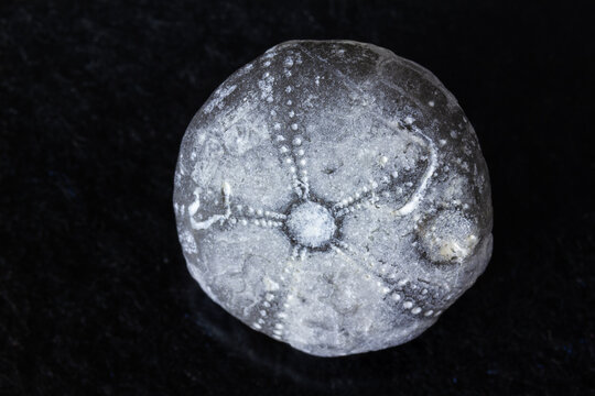 Detailaufnahme von Seeigel Fossil, Fundort R&uuml;gen Deutschland.