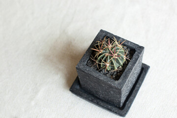 Minimalist top view of a small cactus with striking cream and red spines, planted in a textured black square pot and placed on beige linen fabric. 