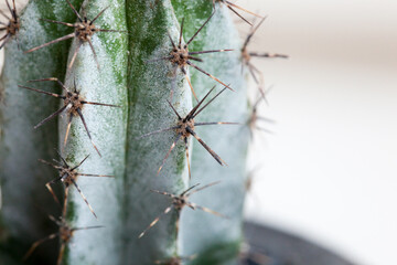 Extreme close-up image highlighting the texture of a cactus skin and the radial arrangement of long and sharp spines. 