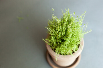 A fresh, top-angle shot of a lush light green indoor plant growing in a classic terracotta pot, placed on a smooth gray background.