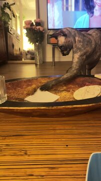 un gatito sphynx juega con con un  tap&ograve;n de corcho