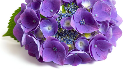 "Vibrant Purple Hydrangea Flower Close-Up on White Background"