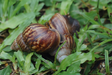 Two snails on the grass