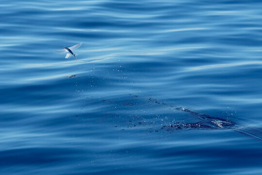 Fliegender Fisch &uuml;ber der Wasseroberfl&auml;che im Atlantik