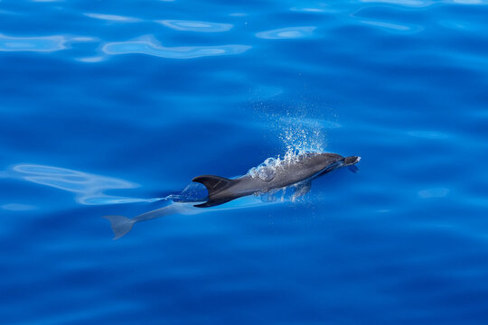 Delfin beim Tauchen im Atlantik vor Gran Canaria