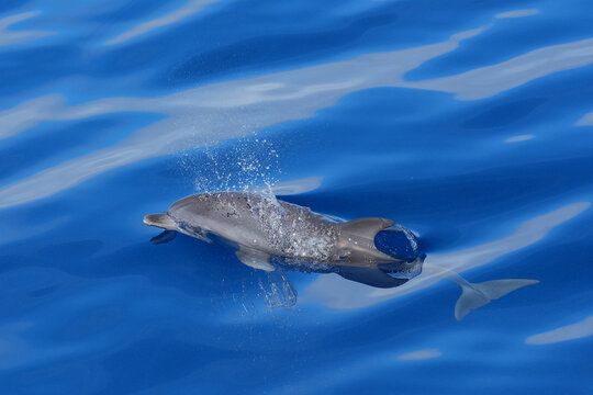 Delfin beim Tauchen im Atlantik vor Gran Canaria