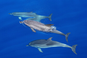 Gruppe von drei Delfinen dicht unter der Wasseroberfläche