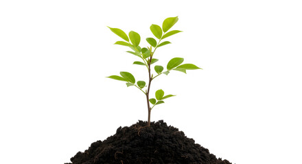 Small green plant sprouting from soil isolated on transparent background