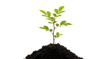 Small green plant sprouting from soil isolated on transparent background