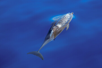 Delfin bläst Luft aus beim Auftauchen im Atlantik vor Gran Canaria