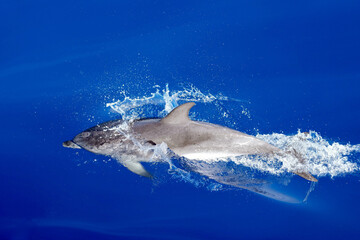 Delfin spritzt beim Tauchen im Atlantik vor Gran Canaria